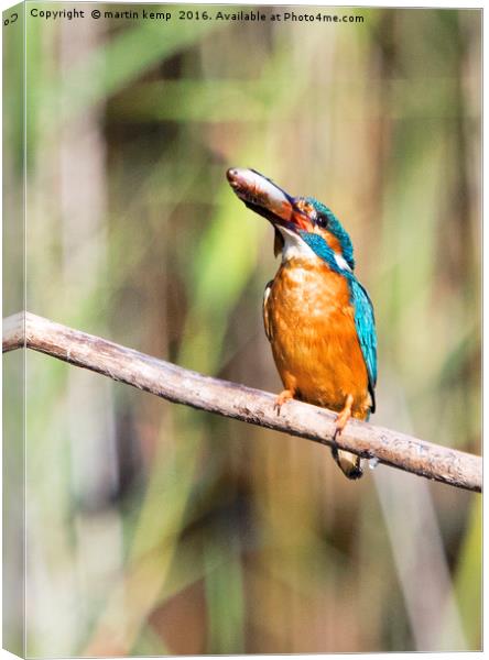 Kingfisher With His Fish Canvas Print by Martin Kemp Wildlife