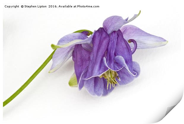 Purple Aquilegia Print by Stephen Lipton