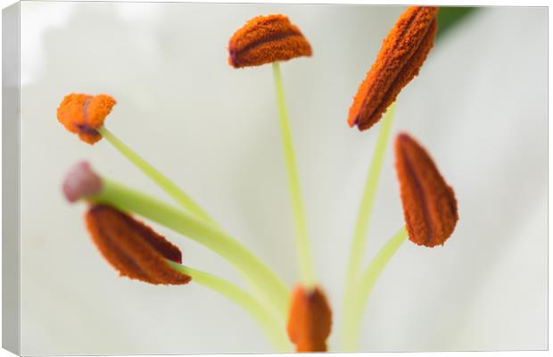 Lily Macro 2 Canvas Print by Steve Purnell