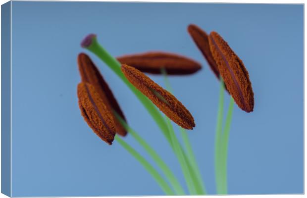 Lily Macro 3 Canvas Print by Steve Purnell