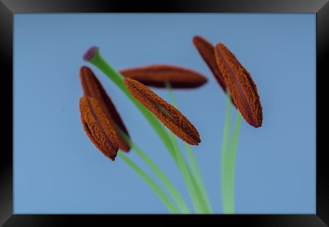 Lily Macro 3 Framed Print by Steve Purnell