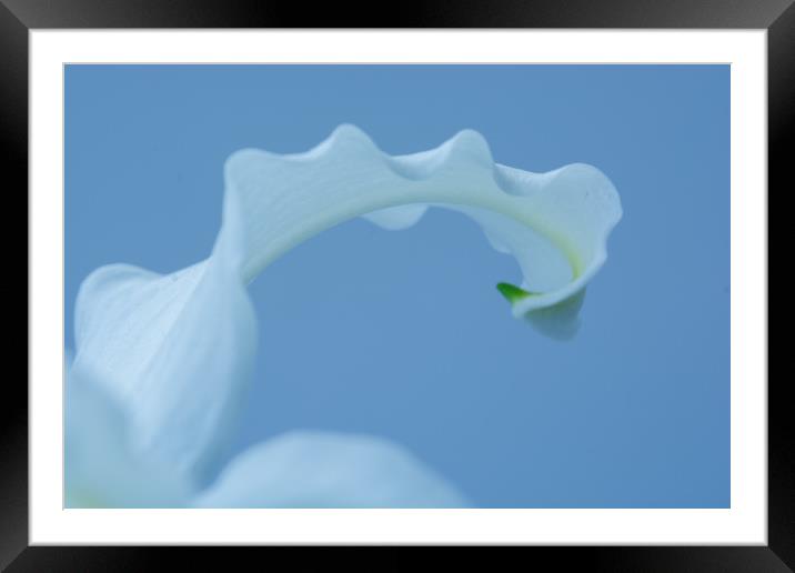 Curly Framed Mounted Print by Steve Purnell