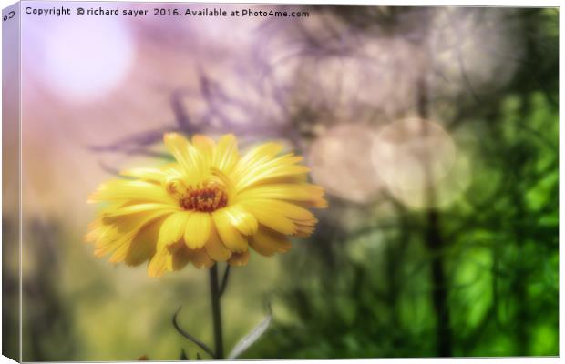 Memories of Summer Canvas Print by richard sayer
