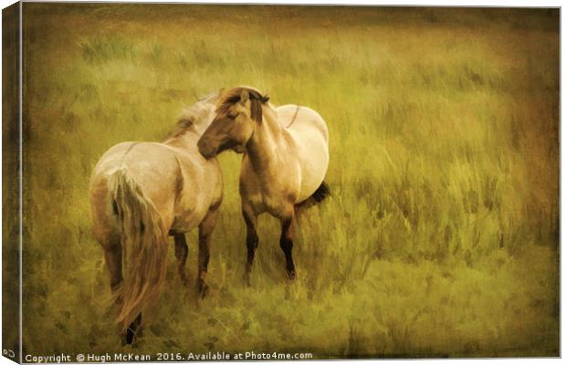 Photo art, Highland ponies Canvas Print by Hugh McKean