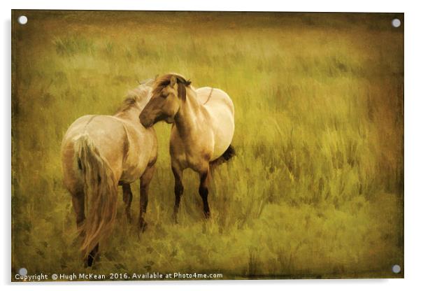 Photo art, Highland ponies Acrylic by Hugh McKean