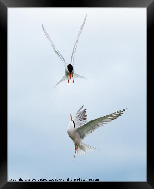 Common Terns Framed Print by Steve Liptrot