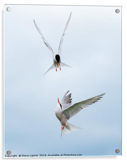 Common Terns Acrylic by Steve Liptrot