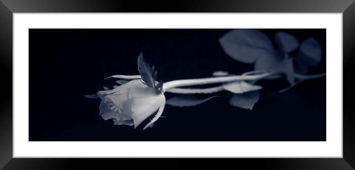 Rose Framed Mounted Print by Angela Aird