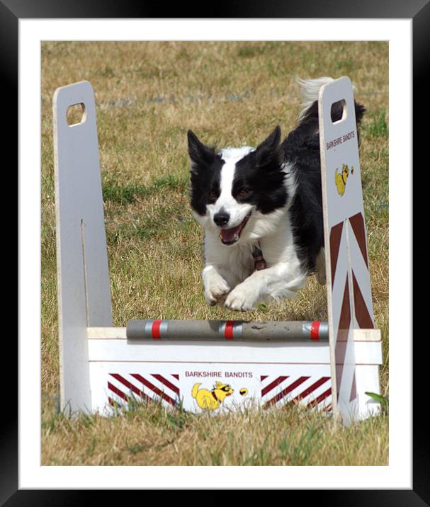 Collie dog in a flyball competition Framed Mounted Print by Chris Day