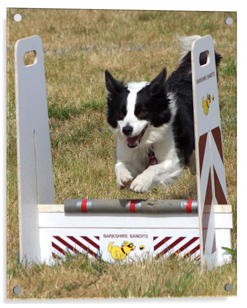 Collie dog in a flyball competition Acrylic by Chris Day