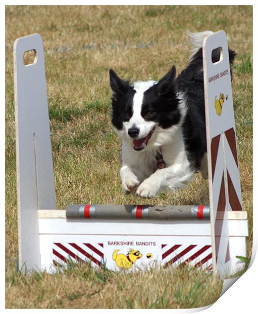 Collie dog in a flyball competition Print by Chris Day