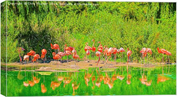 Pretty Flamingos Canvas Print by Chris Thaxter