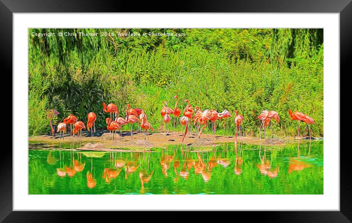Pretty Flamingos Framed Mounted Print by Chris Thaxter