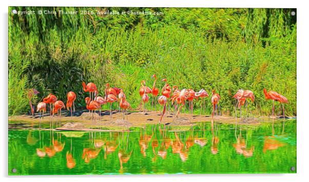 Pretty Flamingos Acrylic by Chris Thaxter