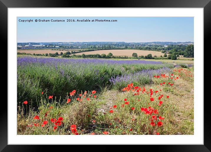 Lavender and Poppies Framed Mounted Print by Graham Custance
