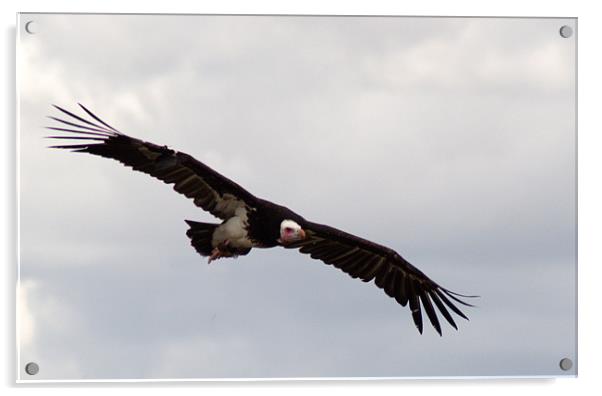 Hooded Vulture in flight Acrylic by Chris Day