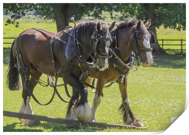 Real Horse Power Print by Images of Devon