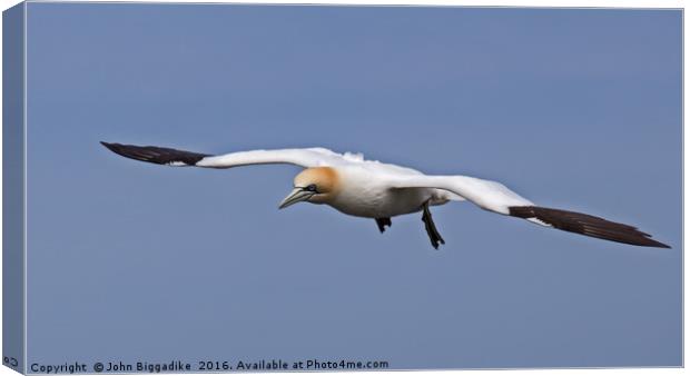 Gannet in flight Canvas Print by John Biggadike