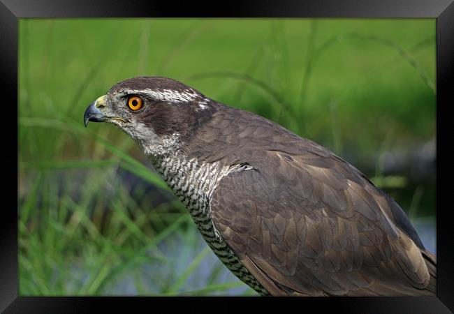 Sparrowhawk Framed Print by Tony Murtagh