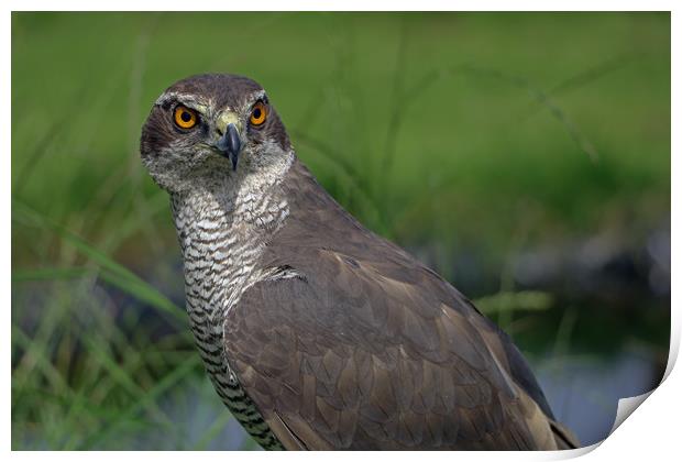 Sparrowhawk Print by Tony Murtagh