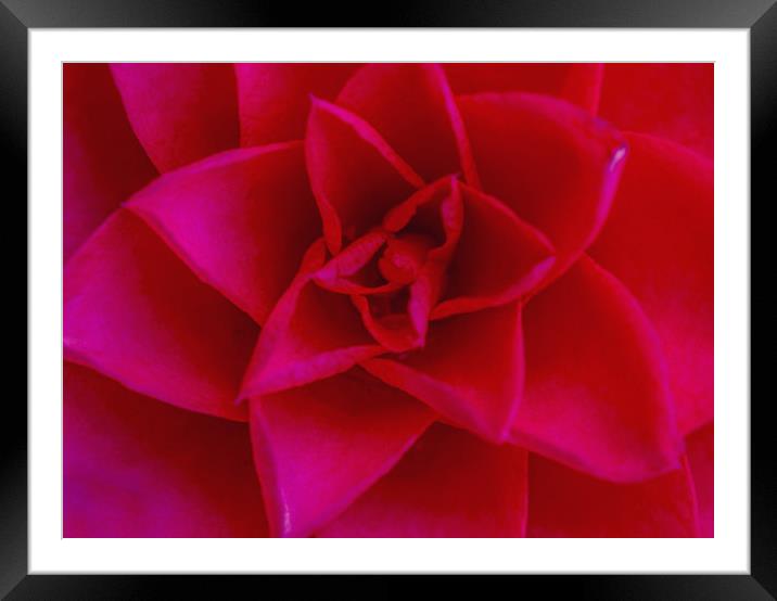 The Red Camellia Flower Framed Mounted Print by Nick Jenkins