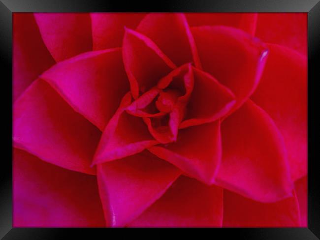 The Red Camellia Flower Framed Print by Nick Jenkins