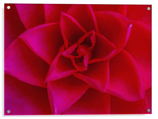The Red Camellia Flower Acrylic by Nick Jenkins