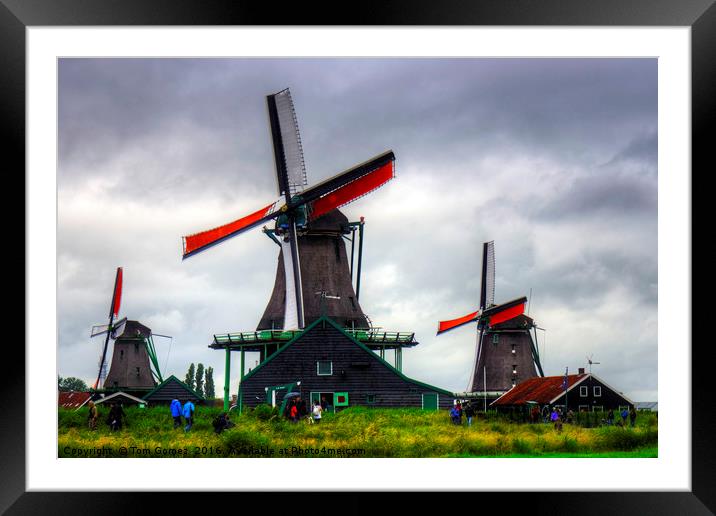 Windmills at Zaanse Schans Framed Mounted Print by Tom Gomez