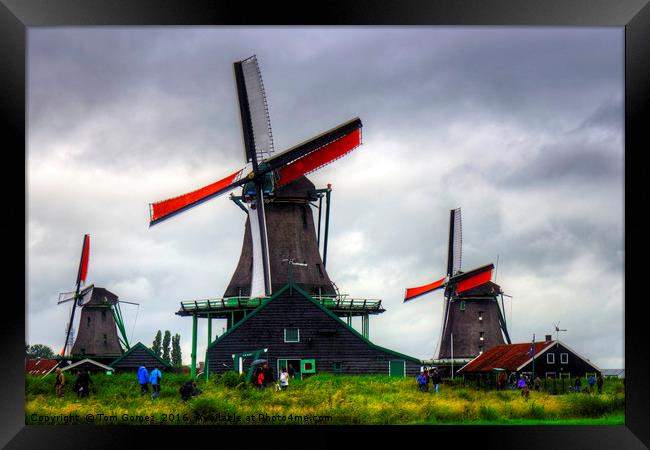 Windmills at Zaanse Schans Framed Print by Tom Gomez