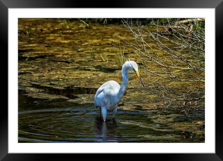 Great Egret Foraging in a Stream Framed Mounted Print by Belinda Greb