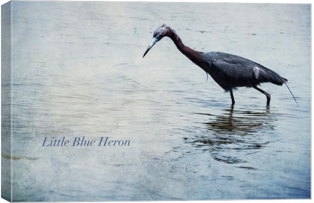 Little Blue Heron Canvas Print by Belinda Greb