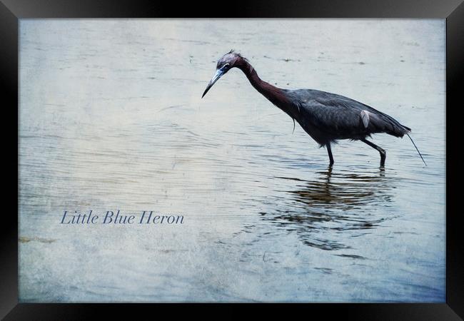 Little Blue Heron Framed Print by Belinda Greb