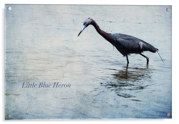 Little Blue Heron Acrylic by Belinda Greb