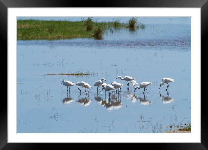 Flock of Snowy Egrets at Chincoteague No. 1 Framed Mounted Print by Belinda Greb
