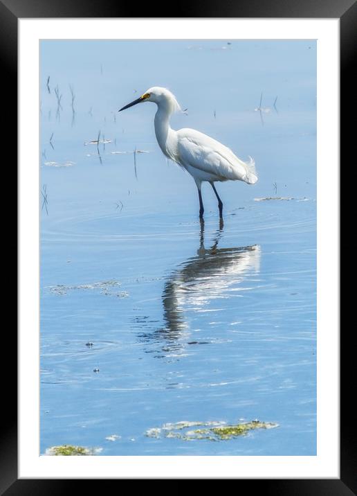 Snowy Egret from Chincoteague No. 1 Framed Mounted Print by Belinda Greb