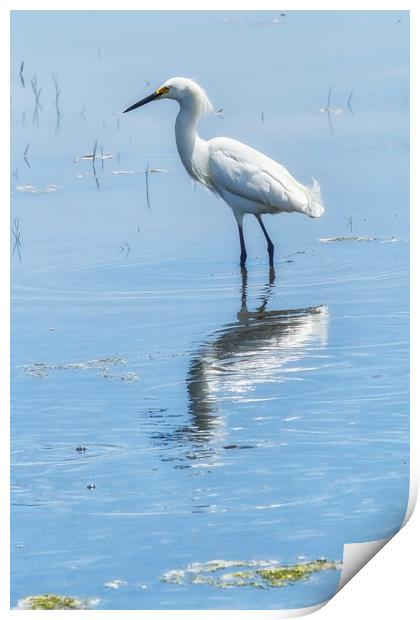 Snowy Egret from Chincoteague No. 1 Print by Belinda Greb