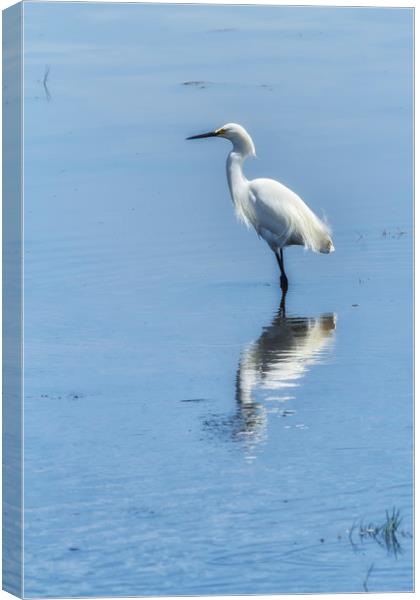Snowy Egret from Chincoteague No. 2 Canvas Print by Belinda Greb