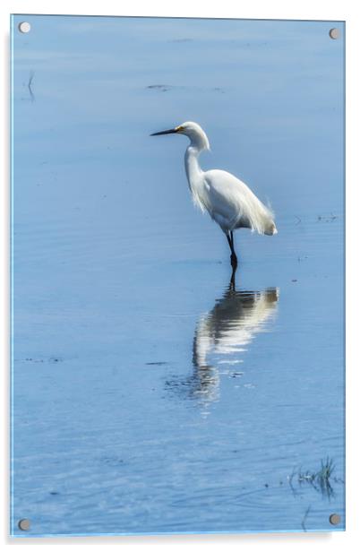 Snowy Egret from Chincoteague No. 2 Acrylic by Belinda Greb