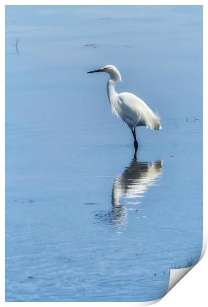 Snowy Egret from Chincoteague No. 2 Print by Belinda Greb