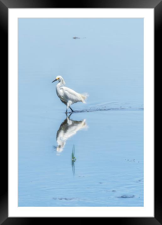 Strutting Snowy Egret from Chincoteague Framed Mounted Print by Belinda Greb