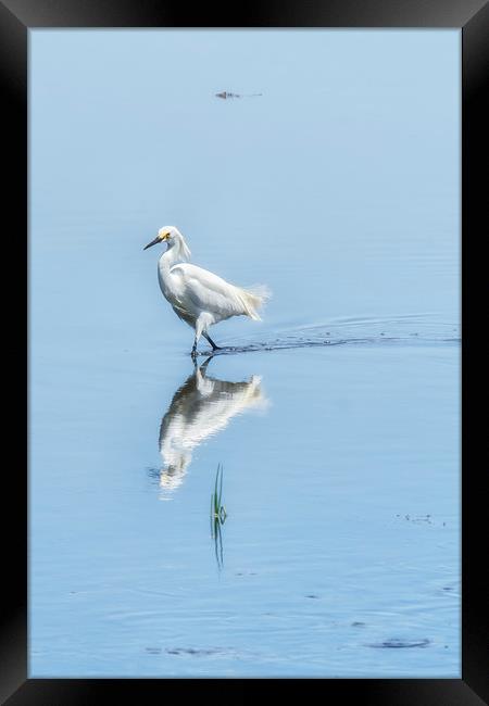 Strutting Snowy Egret from Chincoteague Framed Print by Belinda Greb