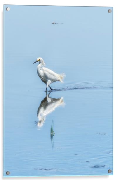 Strutting Snowy Egret from Chincoteague Acrylic by Belinda Greb