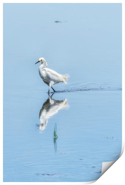 Strutting Snowy Egret from Chincoteague Print by Belinda Greb