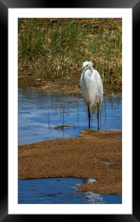 Snowy Egret of Chincoteague, No. 3 Framed Mounted Print by Belinda Greb