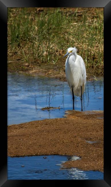 Snowy Egret of Chincoteague, No. 3 Framed Print by Belinda Greb