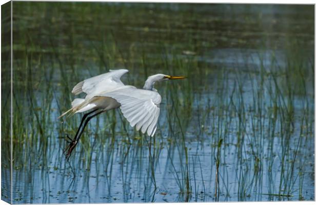 Grace Over WAter Canvas Print by Belinda Greb