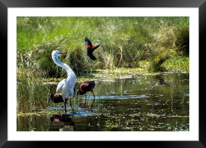 The Ibis Ignore the High Drama at the Pond Framed Mounted Print by Belinda Greb