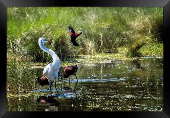 The Ibis Ignore the High Drama at the Pond Framed Print by Belinda Greb