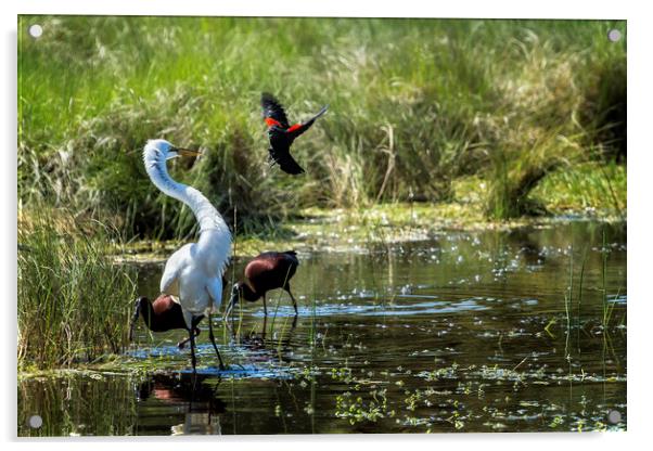The Ibis Ignore the High Drama at the Pond Acrylic by Belinda Greb