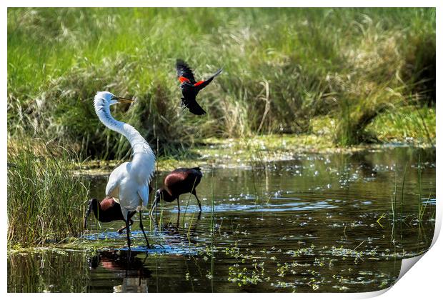The Ibis Ignore the High Drama at the Pond Print by Belinda Greb